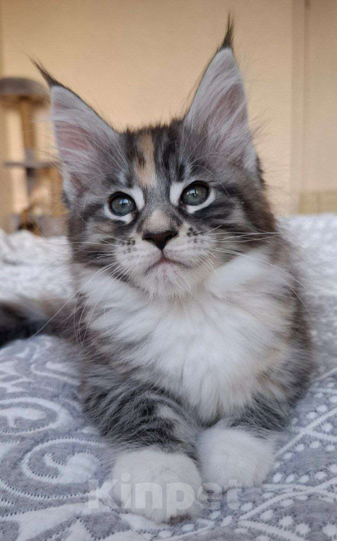 Кошки в Геленджике: Продаётся котёнок мейн-кун, девочка, редкий окрас fs 03 24, из питомника EdenLight (Геленджик) Девочка, Бесплатно - фото 5