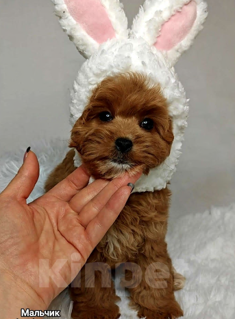 Собаки в Москве: Мальтипу Тедди мальчик Мальчик, 95 000 руб. - фото 2