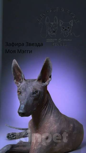 Собаки в Кемерово: ксолоитцкуинтли щенок Девочка, 70 000 руб. - фото 6