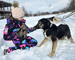 Собаки в Королеве: Нуара. Приют Зоодом, г. Королев. Девочка, Бесплатно - фото 1