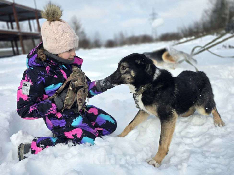 Собаки в Королеве: Нуара. Приют Зоодом, г. Королев. Девочка, Бесплатно - фото 1