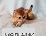 Кошки в Екатеринбурге: Шотландский котик. Мальчик, Бесплатно - фото 1