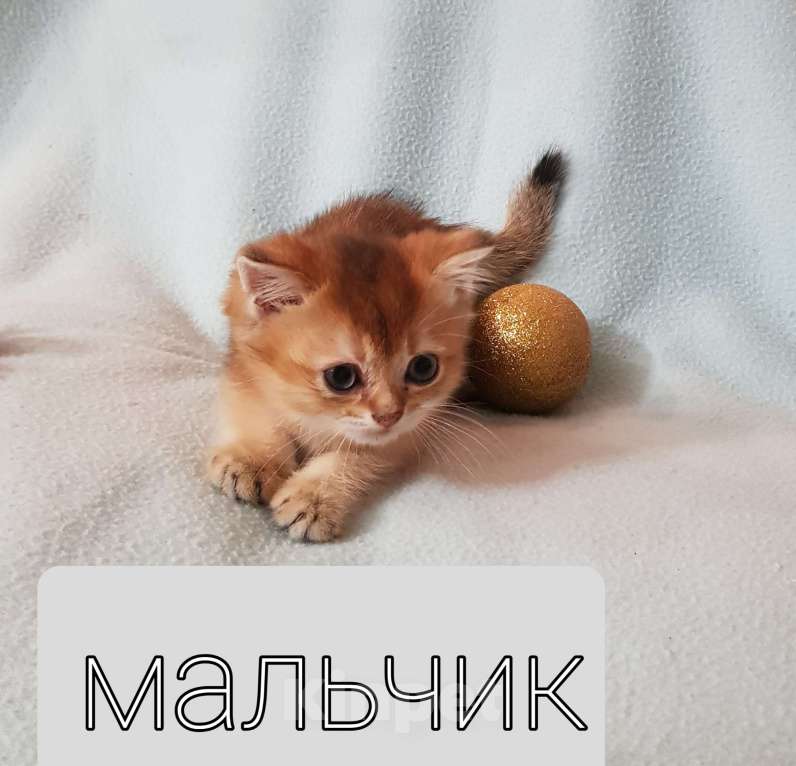 Кошки в Екатеринбурге: Шотландский котик. Мальчик, Бесплатно - фото 1