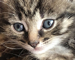 Кошки в Москве: Кошечка Тося 1,5 месяца Девочка, Бесплатно - фото 1