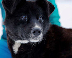 Собаки в Москве: Метис хаски Джамп (плюшевый МишК), Бесплатно - фото 1