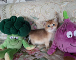 Кошки в Александровске-Сахалинском: Котята британская шиншилла, 25 000 руб. - фото 3