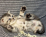 Кошки в Мур: Котята шотландской, Бесплатно - фото 1