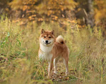 Собаки в Москве: Невероятный японский красавец, сиба ину по кличке Таро, ищет дом и семью Мальчик, Бесплатно - фото 1