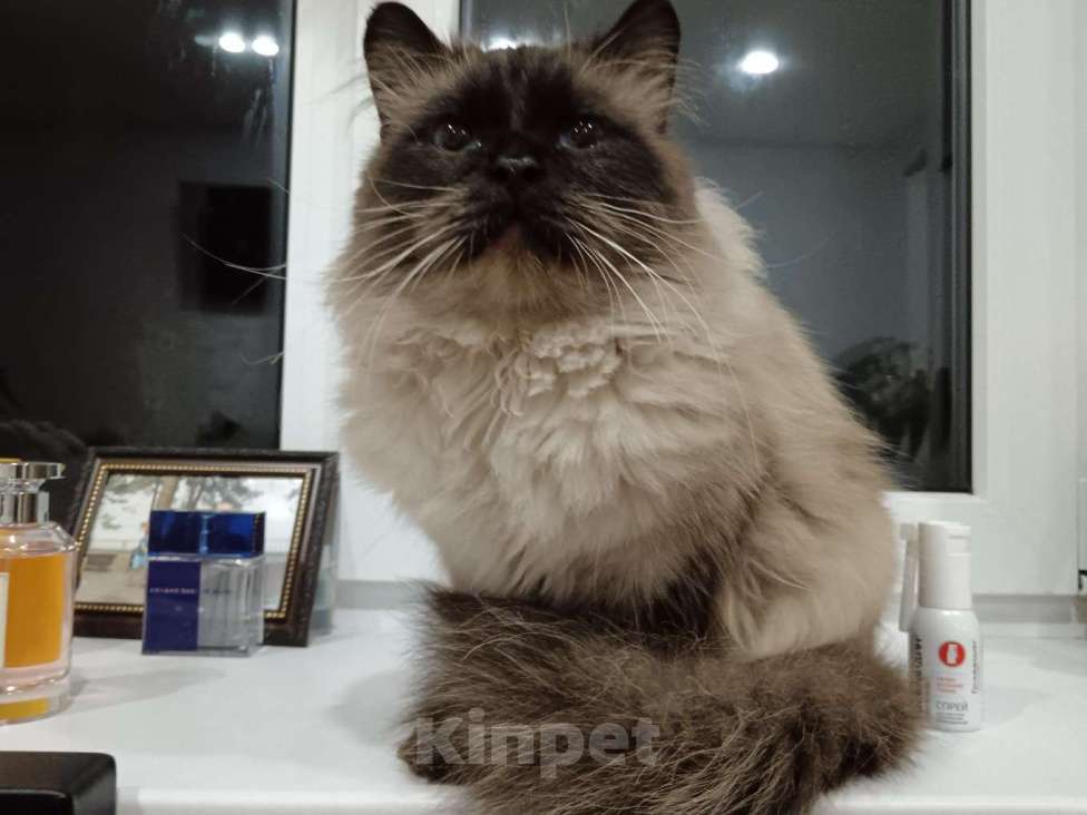 Кошки в Кропоткине: Невско маскарадный кот Мальчик, 13 000 руб. - фото 2