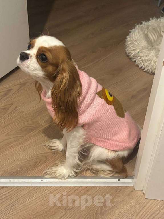 Собаки в Санкт-Петербурге: Кавалер кинг чарльз спаниель Мальчик, Бесплатно - фото 2