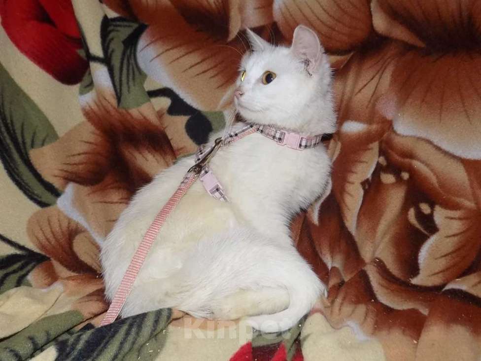 Кошки в Москве: Кошка в заботливые руки Девочка, 8 000 руб. - фото 3