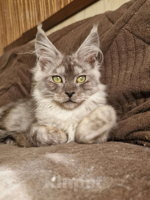 Кошки в Челябинске: Кошечка мейн кун Девочка, 50 000 руб. - фото 1