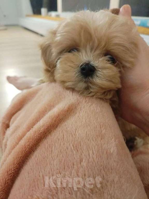 Собаки в Москве: микро щенки мальтипу Девочка, 125 555 руб. - фото 4