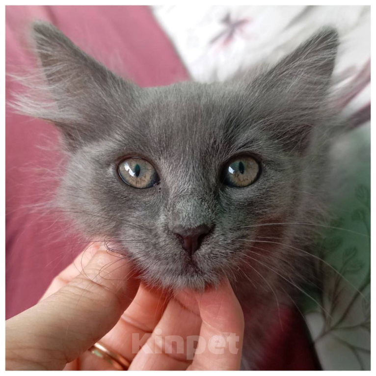 Кошки в Москве: Котенок Синичка ищет дом Девочка, Бесплатно - фото 1