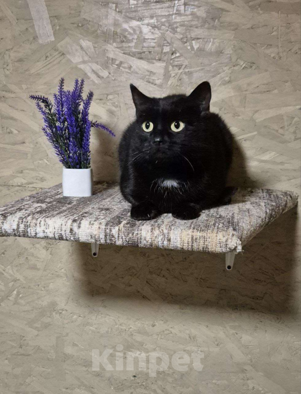 Кошки в других городах Калужской области: Чёрная ласковая Маковка Девочка, Бесплатно - фото 1