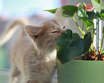 Кошки в Оренбурге: Котенок в добрые руки Девочка, 1 руб. - фото 2