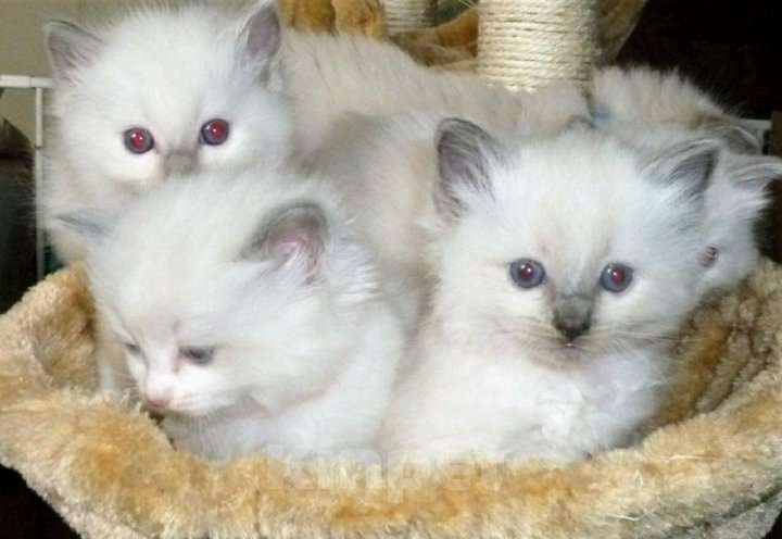 Кошки в Москве: Высокопородные котята Рэгдолл  Девочка, 80 000 руб. - фото 1