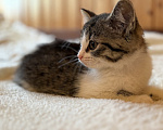 Кошки в Видном: Котёнок девочка ищет дом Девочка, Бесплатно - фото 3