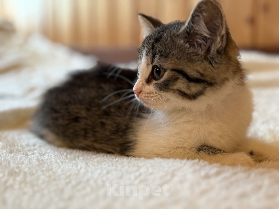 Кошки в Видном: Котёнок девочка ищет дом Девочка, Бесплатно - фото 3