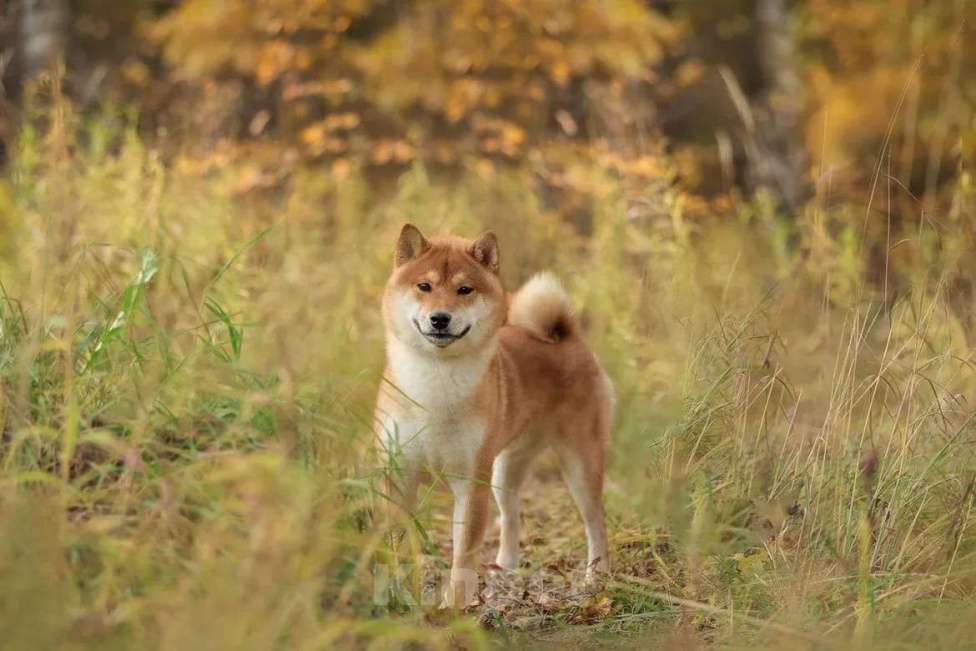 Собаки в Москве: Невероятный японский красавец, сиба ину по кличке Таро, ищет дом и семью Мальчик, Бесплатно - фото 1