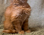 Кошки в Москве: Рыжий котенок  Мальчик, 45 000 руб. - фото 4