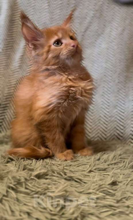 Кошки в Москве: Рыжий котенок  Мальчик, 45 000 руб. - фото 4