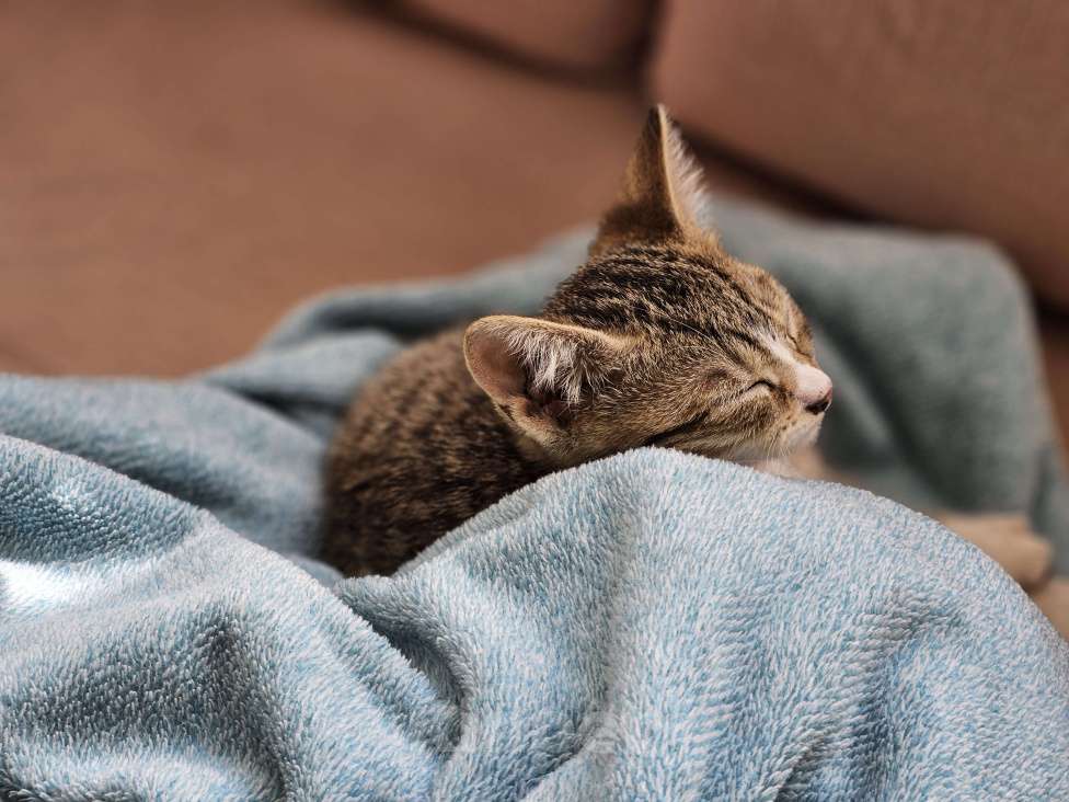 Кошки в Краснодаре: Ищем хозяев Девочка, Бесплатно - фото 2