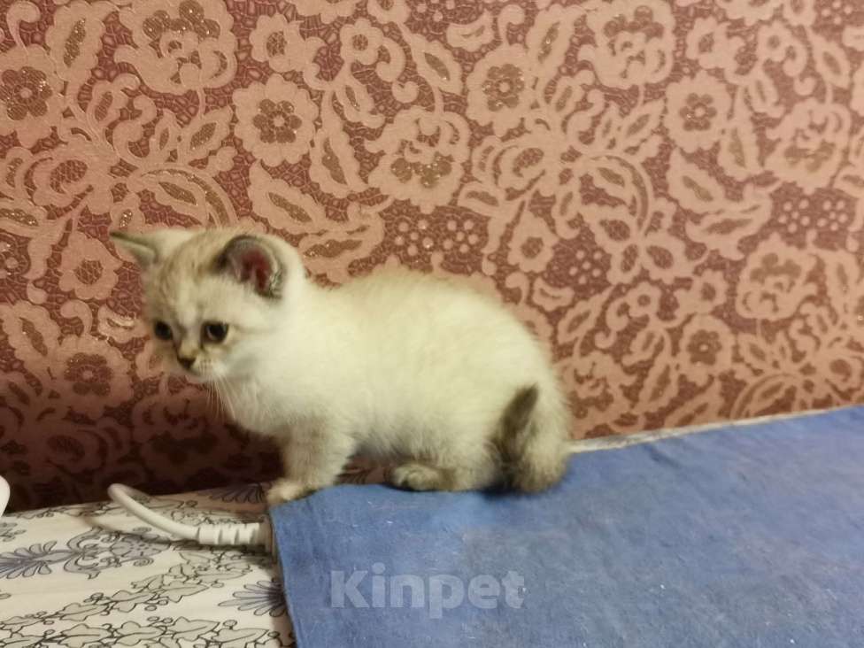 Кошки в Москве: Британские котята  Девочка, 10 000 руб. - фото 2