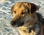 Собаки в Москве: В добрые руки  Мальчик, Бесплатно - фото 5
