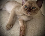 Кошки в Екатеринбурге: Европейские бурманские котята Девочка, Бесплатно - фото 4