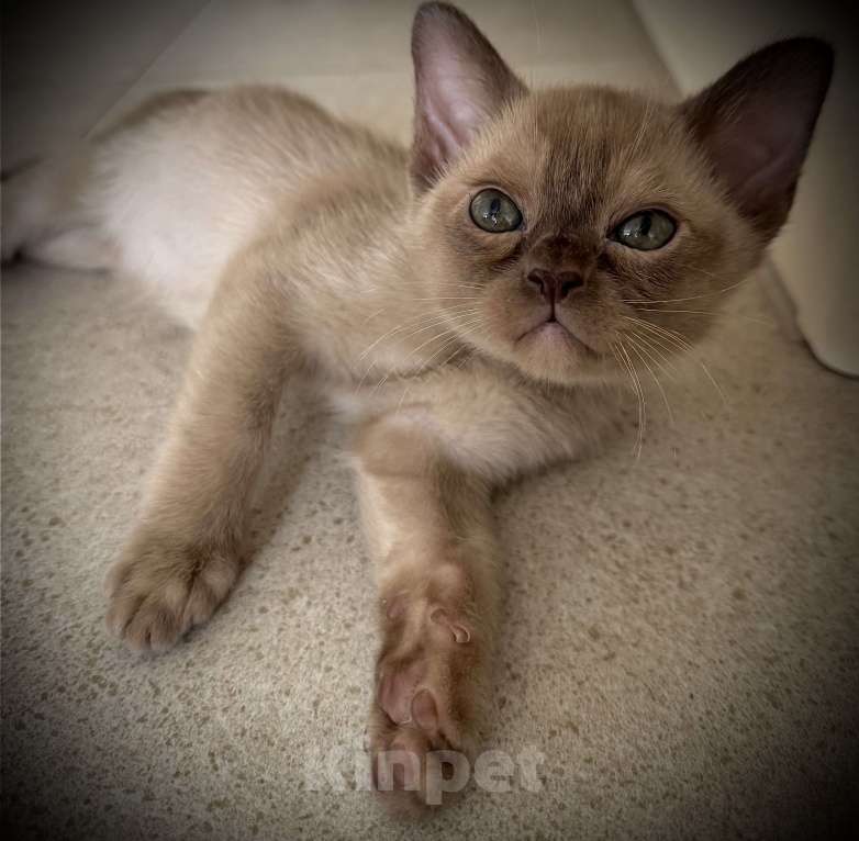 Кошки в Екатеринбурге: Европейские бурманские котята Девочка, Бесплатно - фото 4