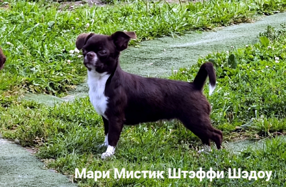 Собаки в Санкт-Петербурге: Тэффи в шоколаде ждёт Вас чихуахуа Девочка, 50 000 руб. - фото 3