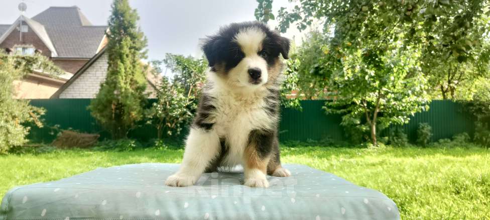 Собаки в Домодедово: Щенок Австралийской овчарки  Девочка, 80 000 руб. - фото 3