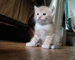 Кошки в Калининграде: Котята Разнополые, Бесплатно - фото 3