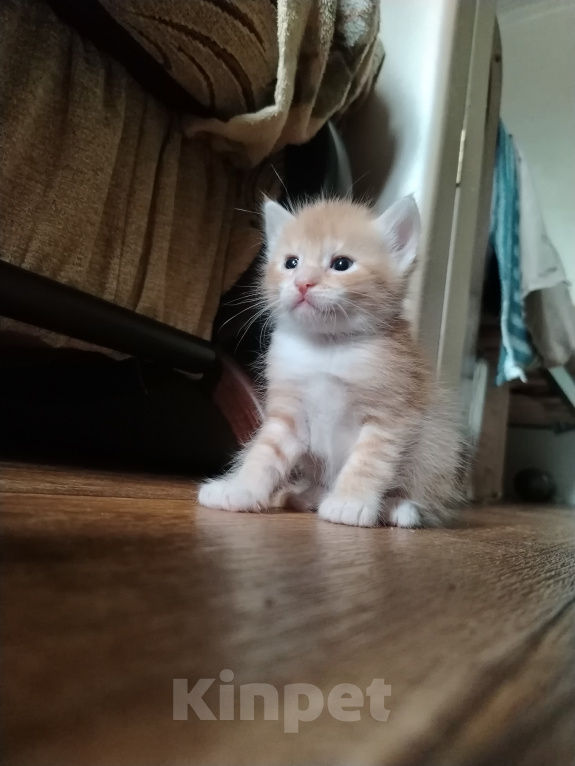 Кошки в Калининграде: Котята Разнополые, Бесплатно - фото 3