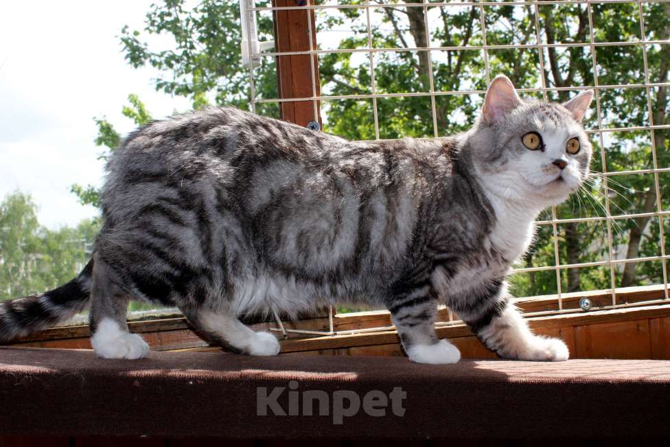 Кошки в Санкт-Петербурге: Мрамор на серебре шикарная красавица Девочка, 1 000 руб. - фото 7