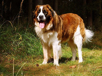 Московская сторожевая собака