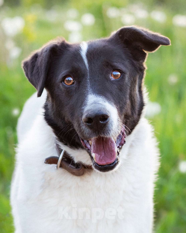 Собаки в Москве: Пёсель из приюта в поисках дома Мальчик, Бесплатно - фото 2