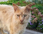 Кошки в Москве: Рыжий скиталец ищет дом Мальчик, Бесплатно - фото 1