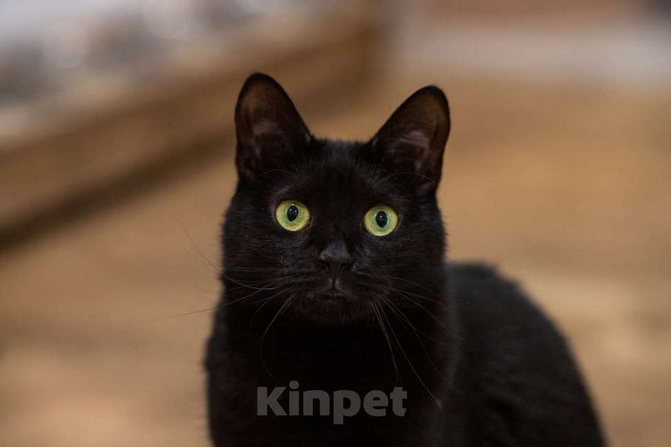 Кошки в Москве: кошка Багира в добрые руки Девочка, Бесплатно - фото 3