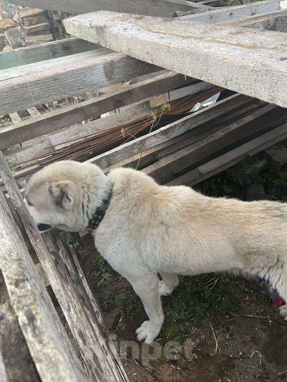 Собаки в других городах Ленинградской области: Найден Алабай, девочка. Девочка, Бесплатно - фото 5