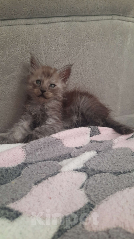Кошки в Санкт-Петербурге: Котёнок мейн-кун чëрный дым👌 Мальчик, 45 000 руб. - фото 2