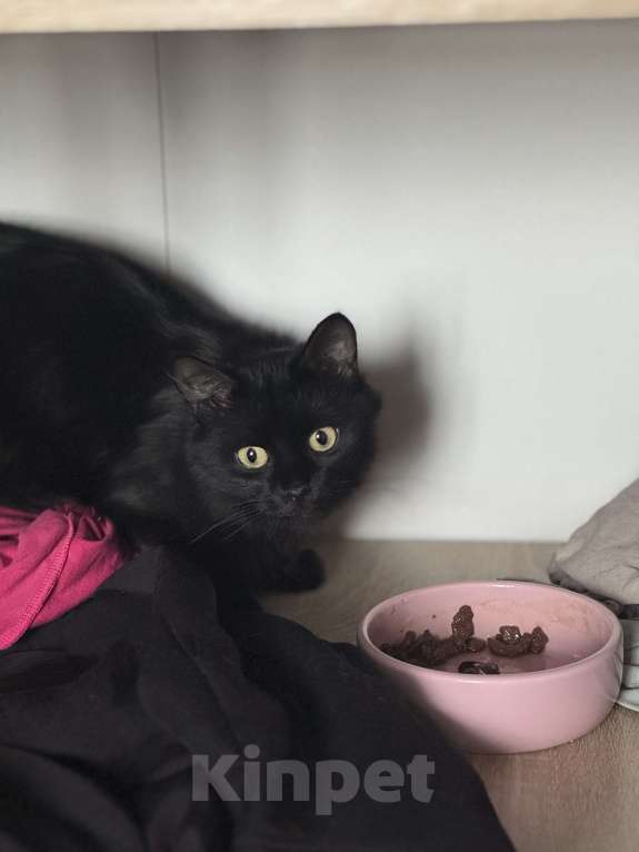 Кошки в Москве: Лилька - кошка, которая выжила Девочка, Бесплатно - фото 4