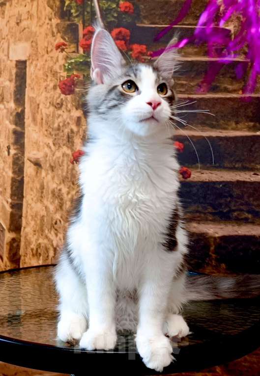 Кошки в Москве: Котик мейн-кун Мальчик, 35 000 руб. - фото 1
