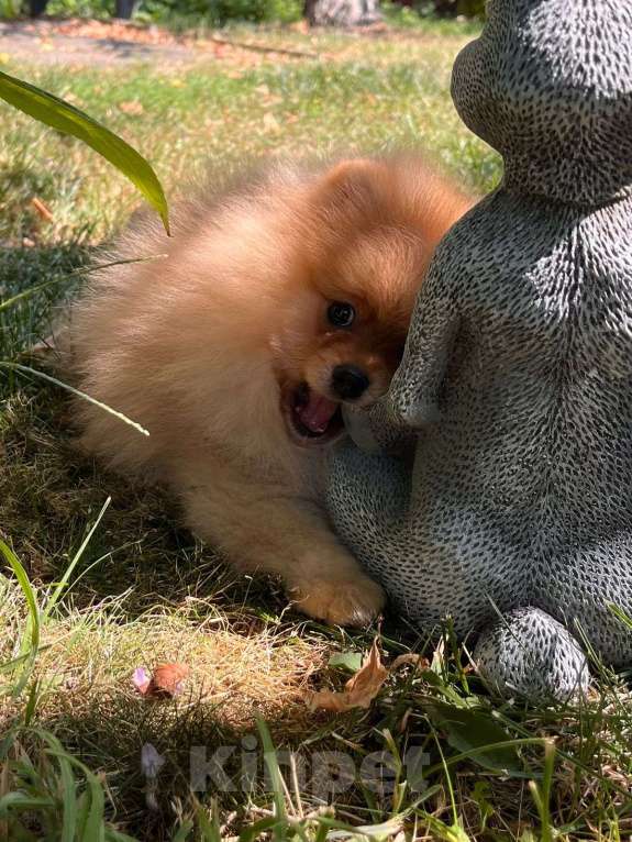 Собаки в других городах Краснодарского края: Щенок шпиц предлагается к продаже Мальчик, 20 000 руб. - фото 2