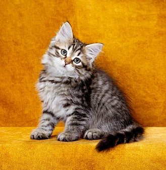 Сибирский котенок Казимир