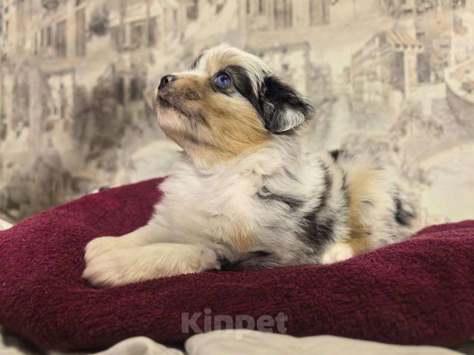 Собаки в Санкт-Петербурге: Щенок миниатюрной американской овчарки(мини аусси)-девочка Шаффла Девочка, 120 000 руб. - фото 2