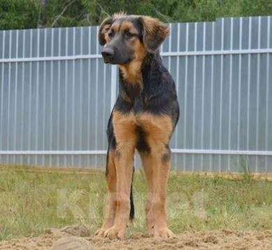 Собаки в Москве: Байкал Мальчик, Бесплатно - фото 2