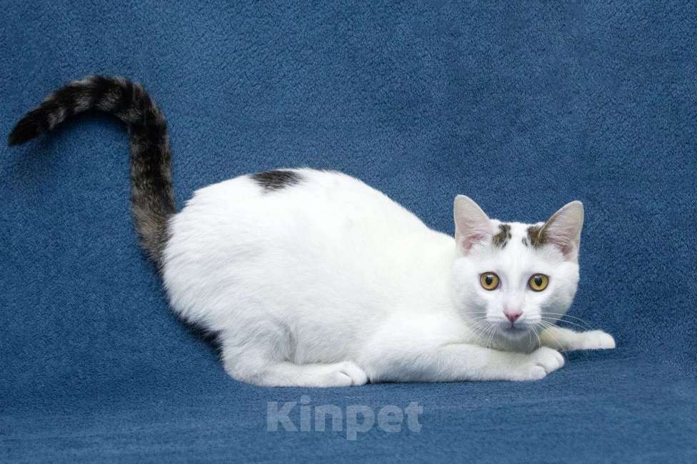 Кошки в Москве: Добрые сердца, прочтите про котенка Фикуса до конца Мальчик, 1 руб. - фото 6