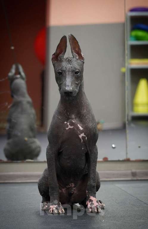 Собаки в Москве: Щенки Ксолоитцкуинтли стандартного размера Мальчик, 70 000 руб. - фото 5
